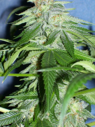Gryphon & Double Koosh Grow