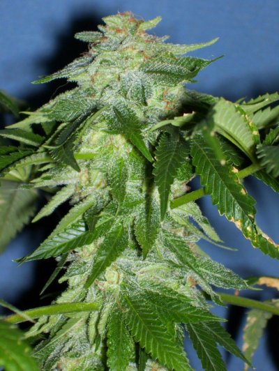 Gryphon & Double Koosh Grow