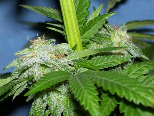 Gryphon & Double Koosh Grow