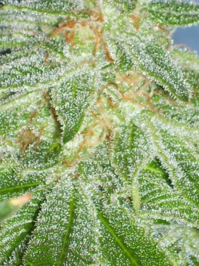 Gryphon & Double Koosh Grow