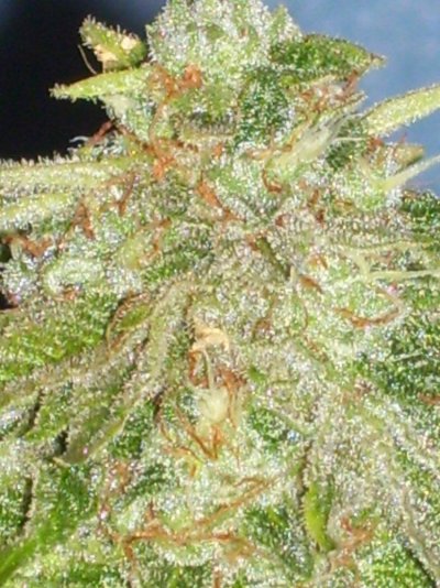 100_2687.JPG