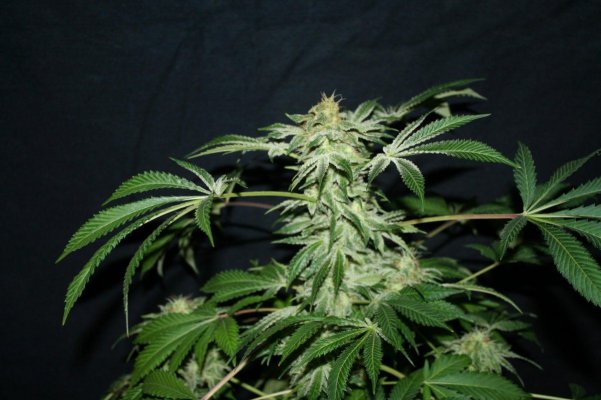dr atomic norther lights-swtchb420-