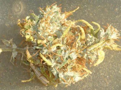 Seedmans Haze (4) (Large).jpg