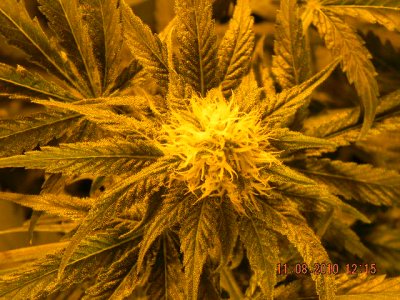 eastcoastmics-garden-4.jpg