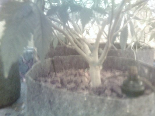 PICT0059.JPG