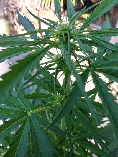 bud-boost-yet-first-time-grower-question.jpg