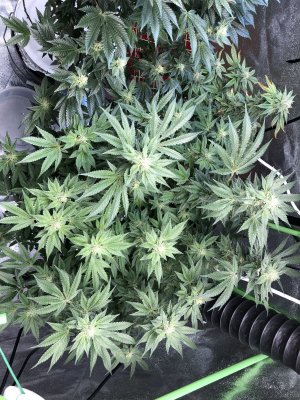 Growing again after a few years