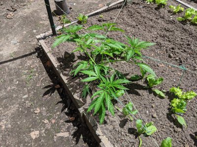 LST project - Summer 2020 PNW