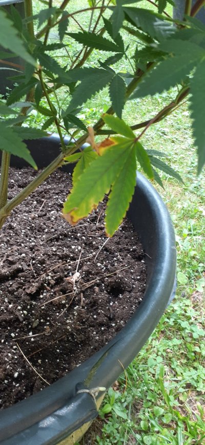 Deficiency or nute burn?