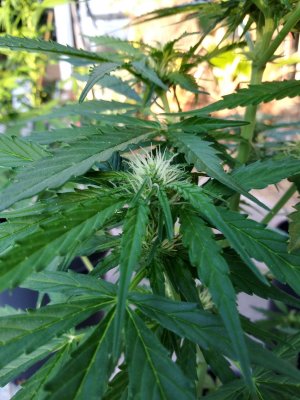 Bud boost yet? First Time Grower question...