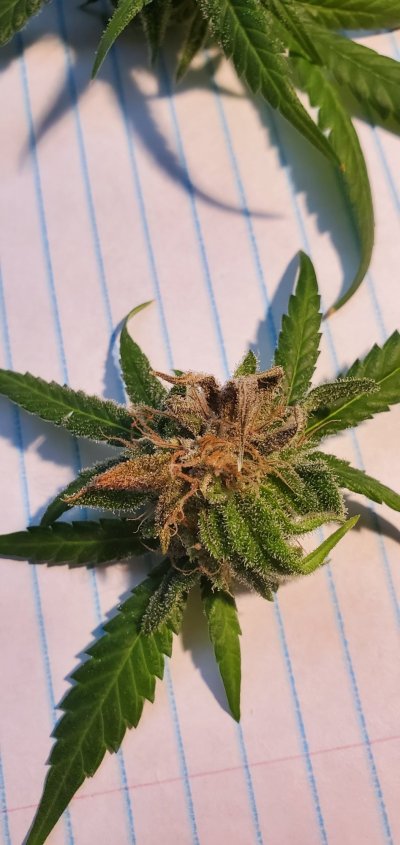 bud-rot-overripe-or-something-else-2.jpg
