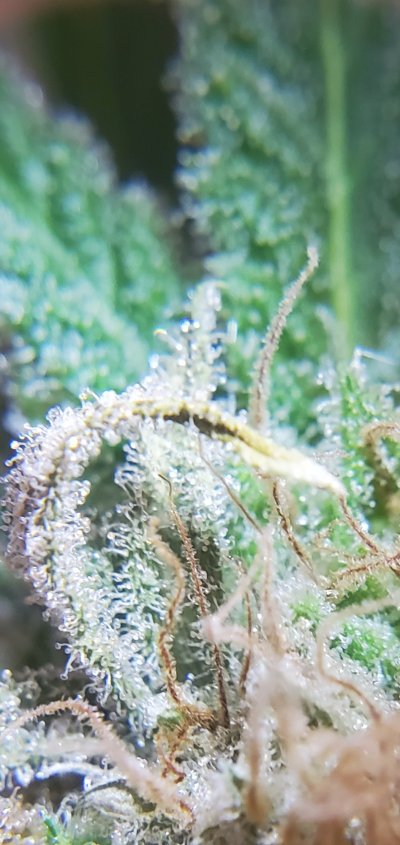 bud-rot-overripe-or-something-else-5.jpg