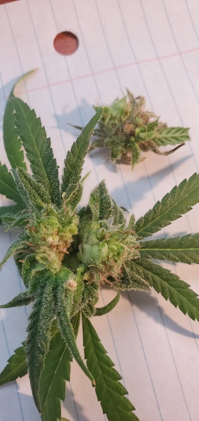 bud-rot-overripe-or-something-else-7.jpg