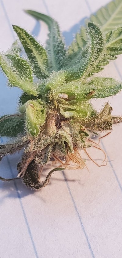 bud-rot-overripe-or-something-else-9.jpg