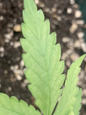 Leafs now looking bleached