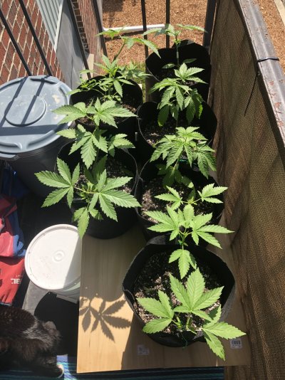 first-growgood-morning.jpeg