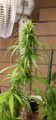 Durban Poison: First time grow Journal