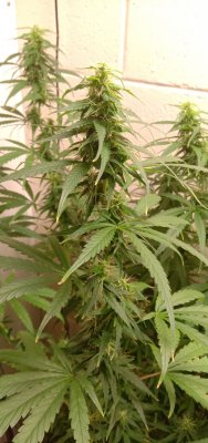 Durban Poison: First time grow Journal