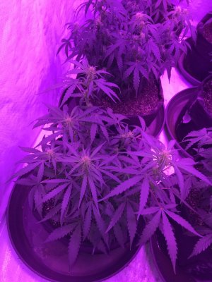 Help.. don’t know what’s happening with lower leafs