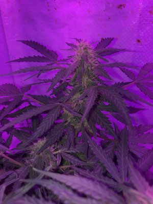 Help.. don’t know what’s happening with lower leafs