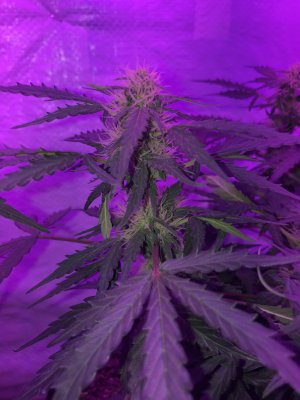 Help.. don’t know what’s happening with lower leafs