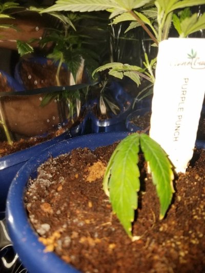 Help with baby clones