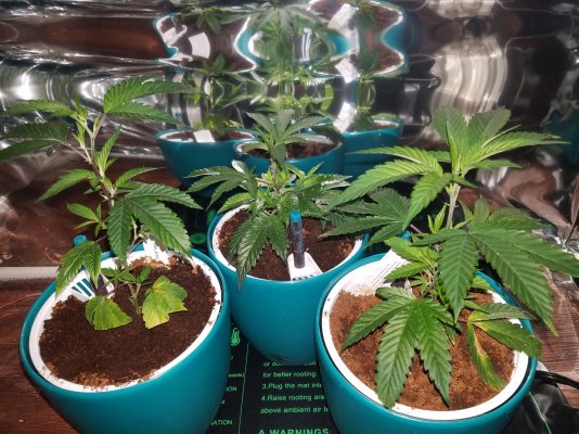 Help with baby clones