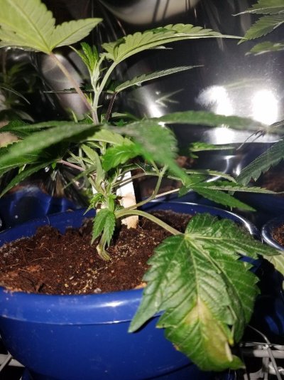 Help with baby clones