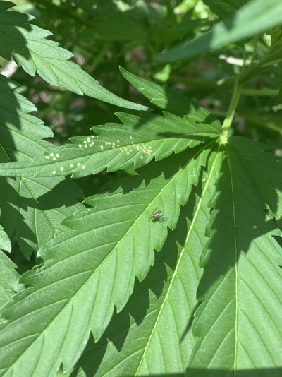 leafhoppers-2.jpeg