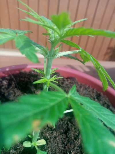 Help!