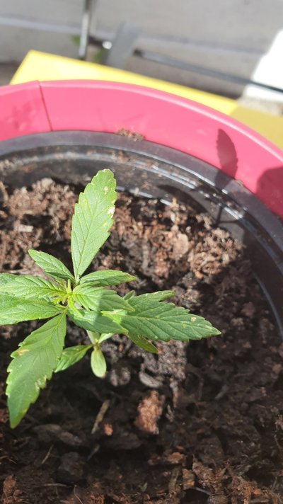 First time growing - white spots on my little plant