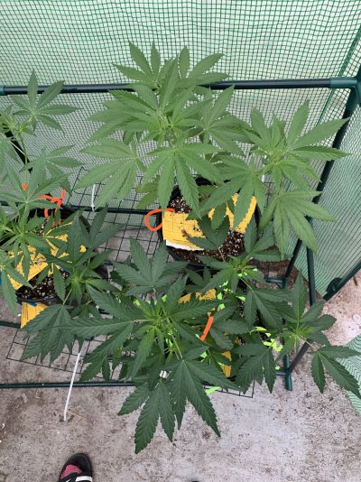 small-back-yard-green-house-grow-mills-vs-emerald-harvest.jpeg
