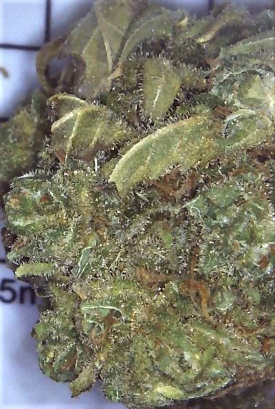 canada-govt-weed---mk-ultra---with-microscope-pics-4.jpg