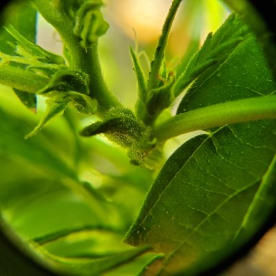 trichomes-on-preflowers-4.jpg