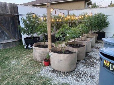 Lets see your 2020 Outdoor Plants!