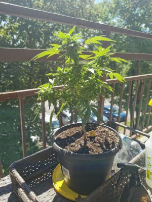 My plant is stunned please help