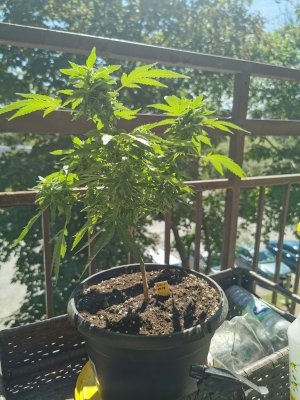 My plant is stunned please help