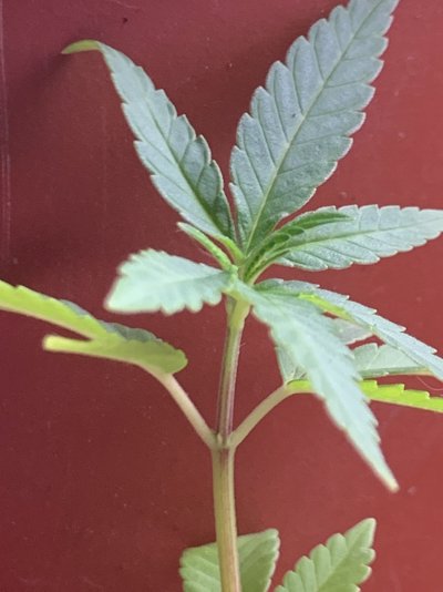 “How can i tell the difference between a male and a female plant and when do I separate?”