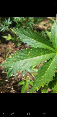 Whats the issue? yellow dots on my leafs