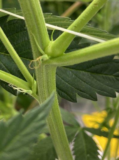 pistils-turning-brown-on-calyx---end-of-week-3-flowering-2.jpeg