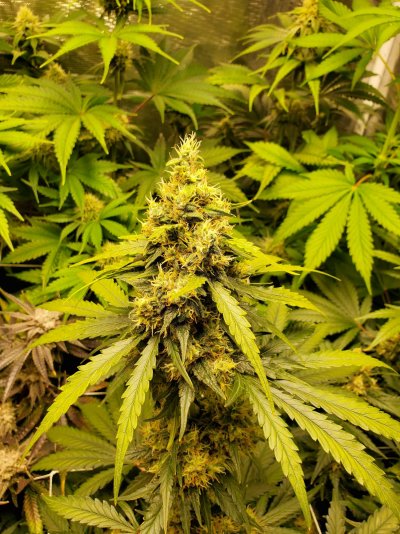 peyote-gorilla-and-strawberry-lemonade-day-56-how-many-more-weeks-left-6.jpg