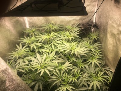 Back on the forum and running DoSiDo