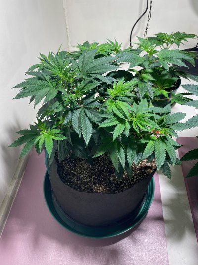 Not sure how long to wait before flipping to flower