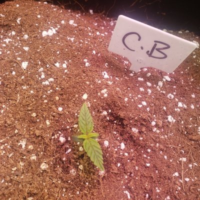 1st-time-auto-growcheese-and-cosmic-auto-bomb-2.jpg
