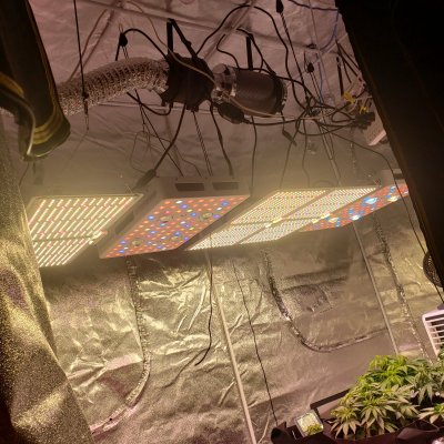 1st-time-auto-growcheese-and-cosmic-auto-bomb-6.jpg