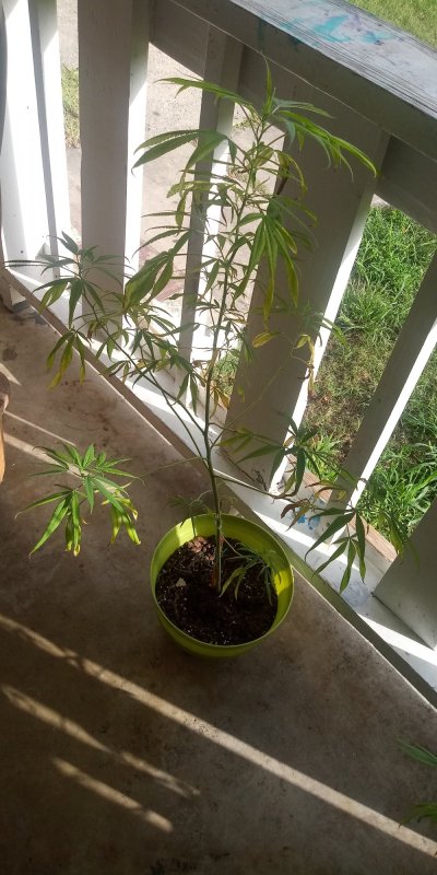 home-grown-on-my-porch-9.jpg