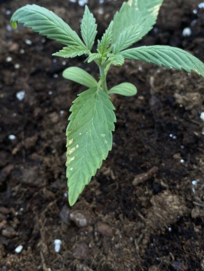 Need help with my seedling, it has brown spots on leaves