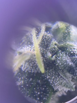 First Time [soil] Grower - Grow Journal