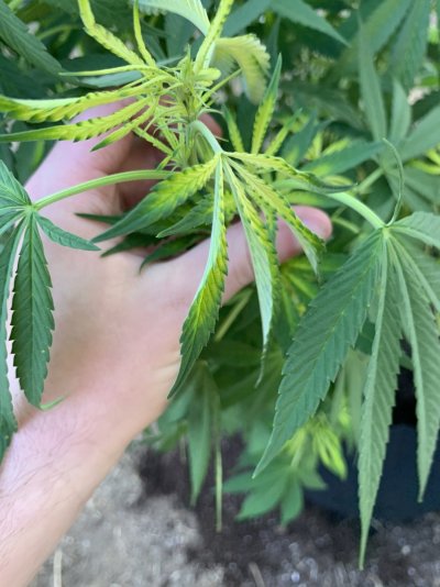 1st-time-grower-need-help-diagnosing-a-problem-on-my-plant-3.jpeg