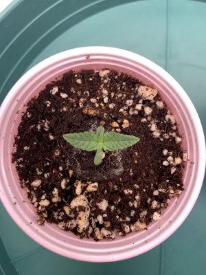 My second grow COCO
